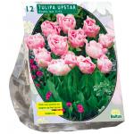 Baltus Tulipa Dubbel Laat Upstar tulpen bloembollen per 12 stuks